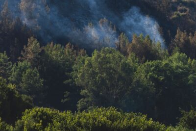 Smoke rises over a recovering forest after a wildfire, highlighting nature's resilience.