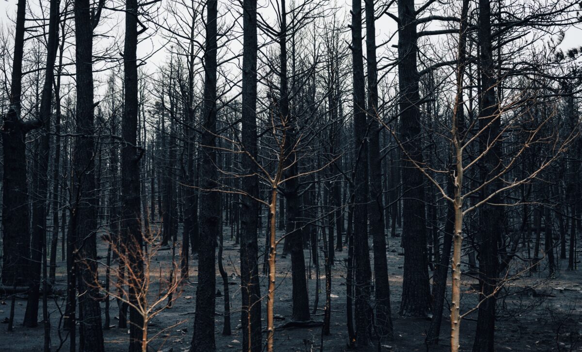Incendie à Malbosc et aux Vans en Ardèche : ce que l’on sait ce samedi matin
