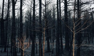 Incendie à Malbosc et aux Vans en Ardèche : le feu des Vans éteint, celui de Malbosc fixé